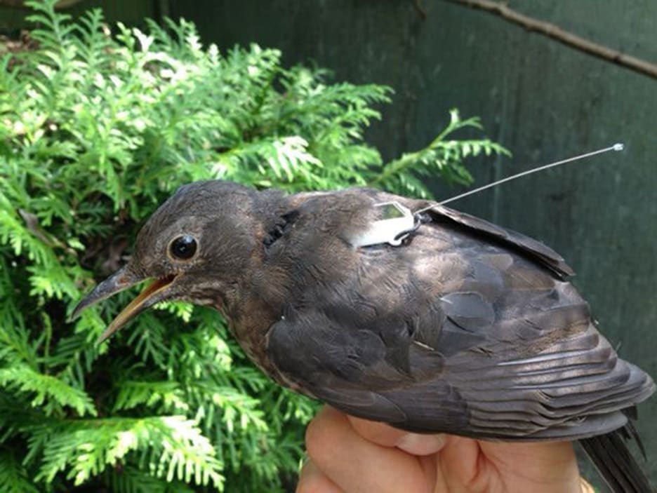 Mart Jedlo Klzk Birds Magnetic Field Earthquake Prediction Neba Smiech 