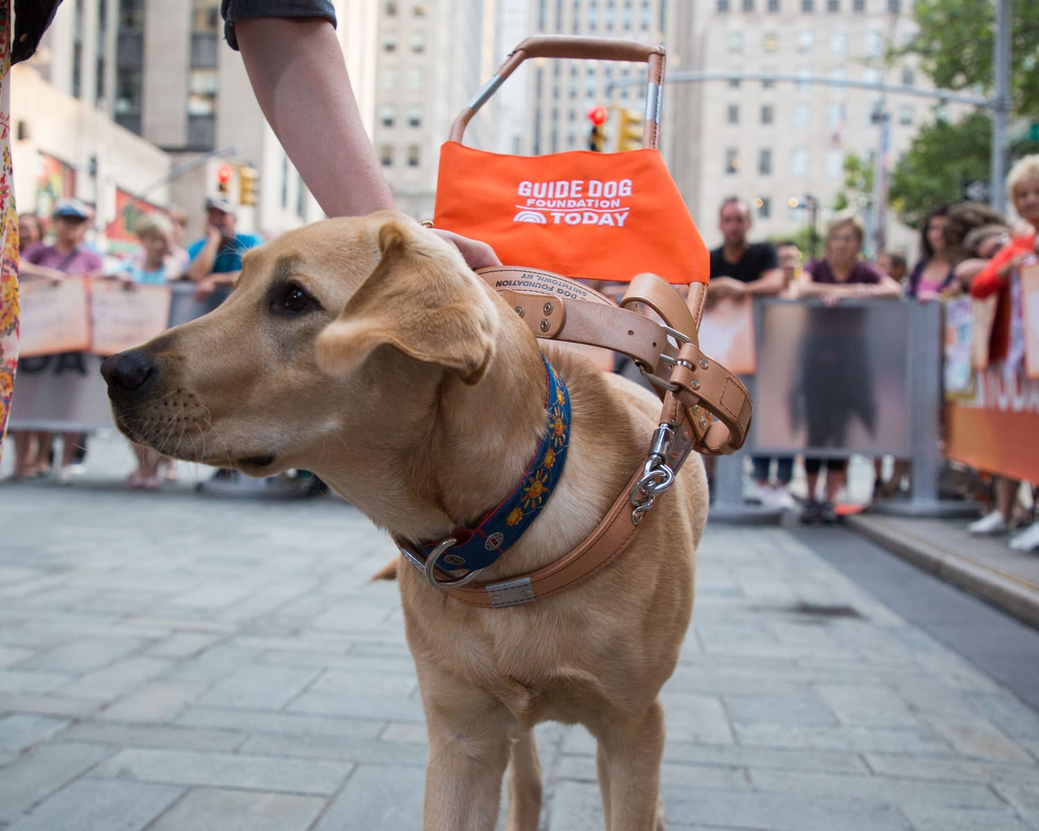 Today show hot sale guide dog