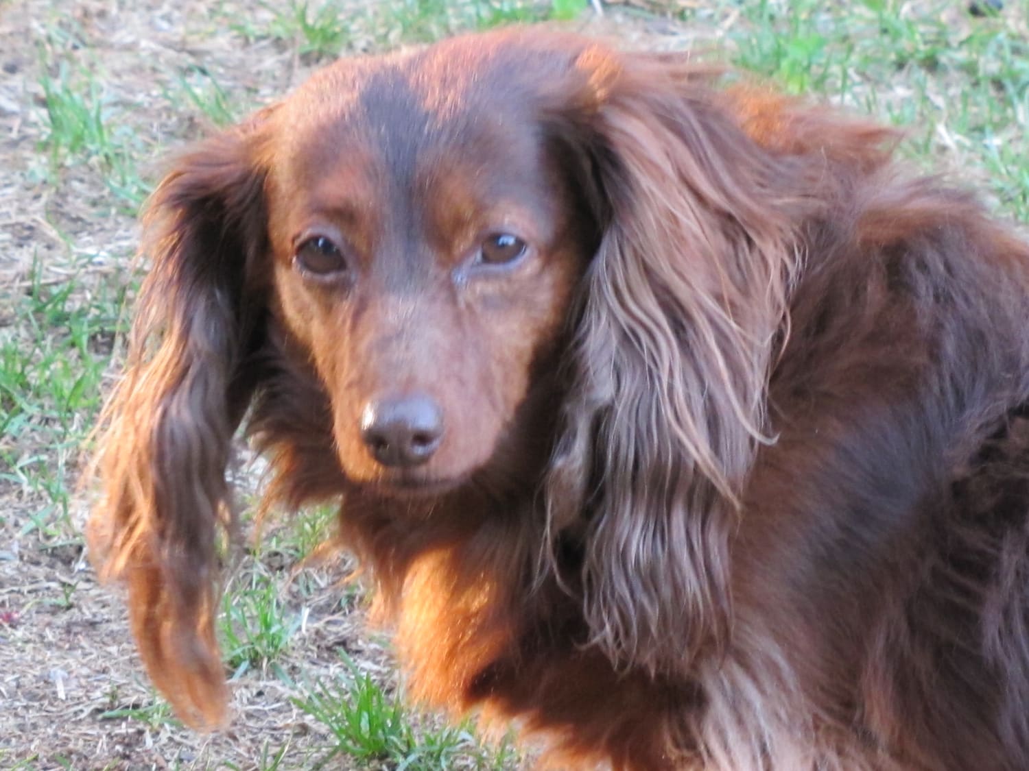 17 Year Old Dachshund Missing For 5 Years Reunites With Owners