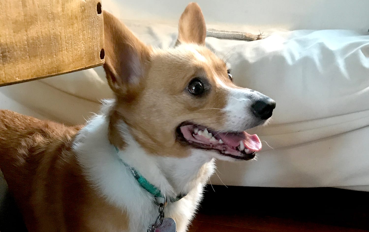 Who cares if dogs aren't exceptional? At least they're better than humans Who cares if dogs aren't exceptional? At least they're better than humans