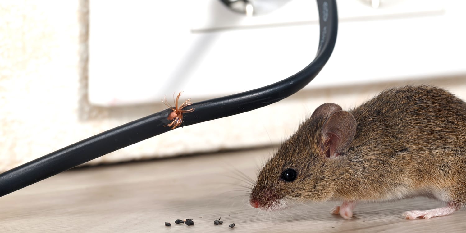 How to Get Rid of Mice & Rats