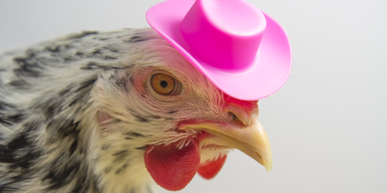 costumes for chickens