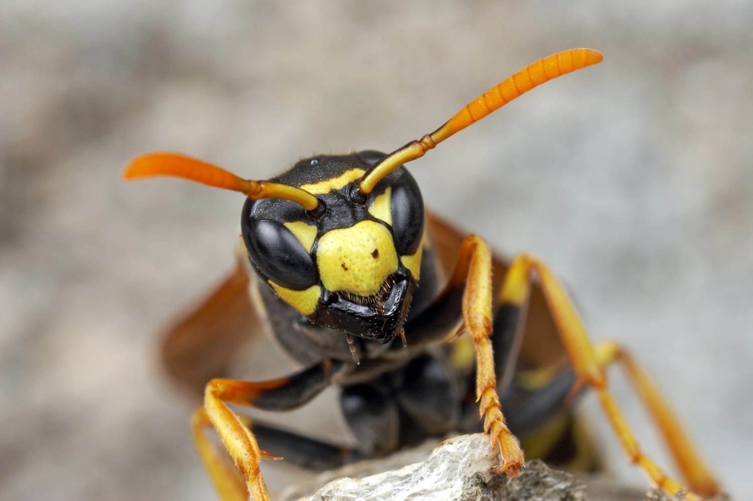 Why we miss the wasps