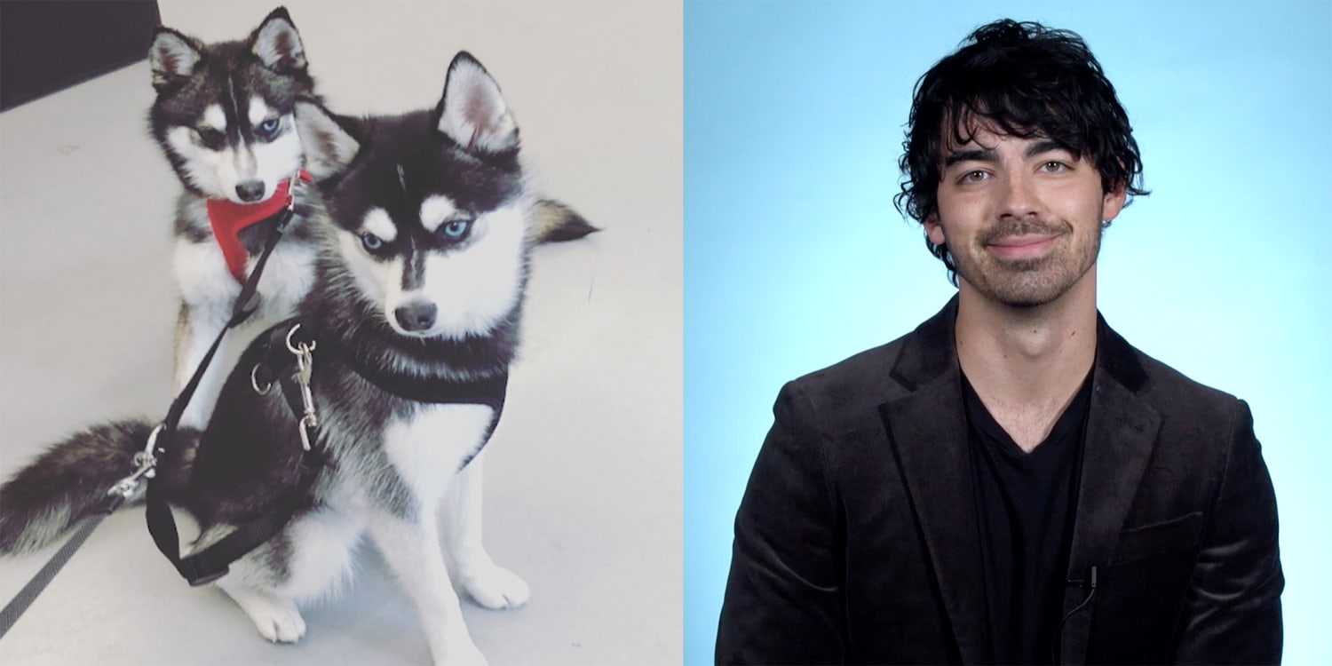 Joe Jonas, Sophie Turner Adopt Husky Named Waldo: Pics