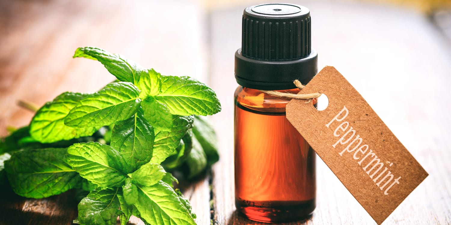 Peppermint oil uses and benefits for beauty, health and home cleanliness