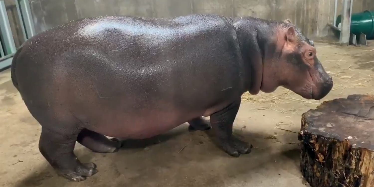 Fiona The Hippo Is Living The Best Life As She Hits A Major Milestone