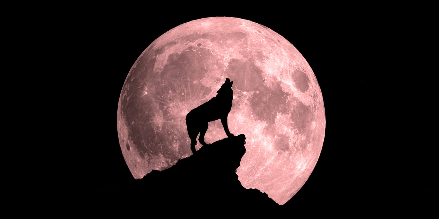 Волк воет на кровавую луну