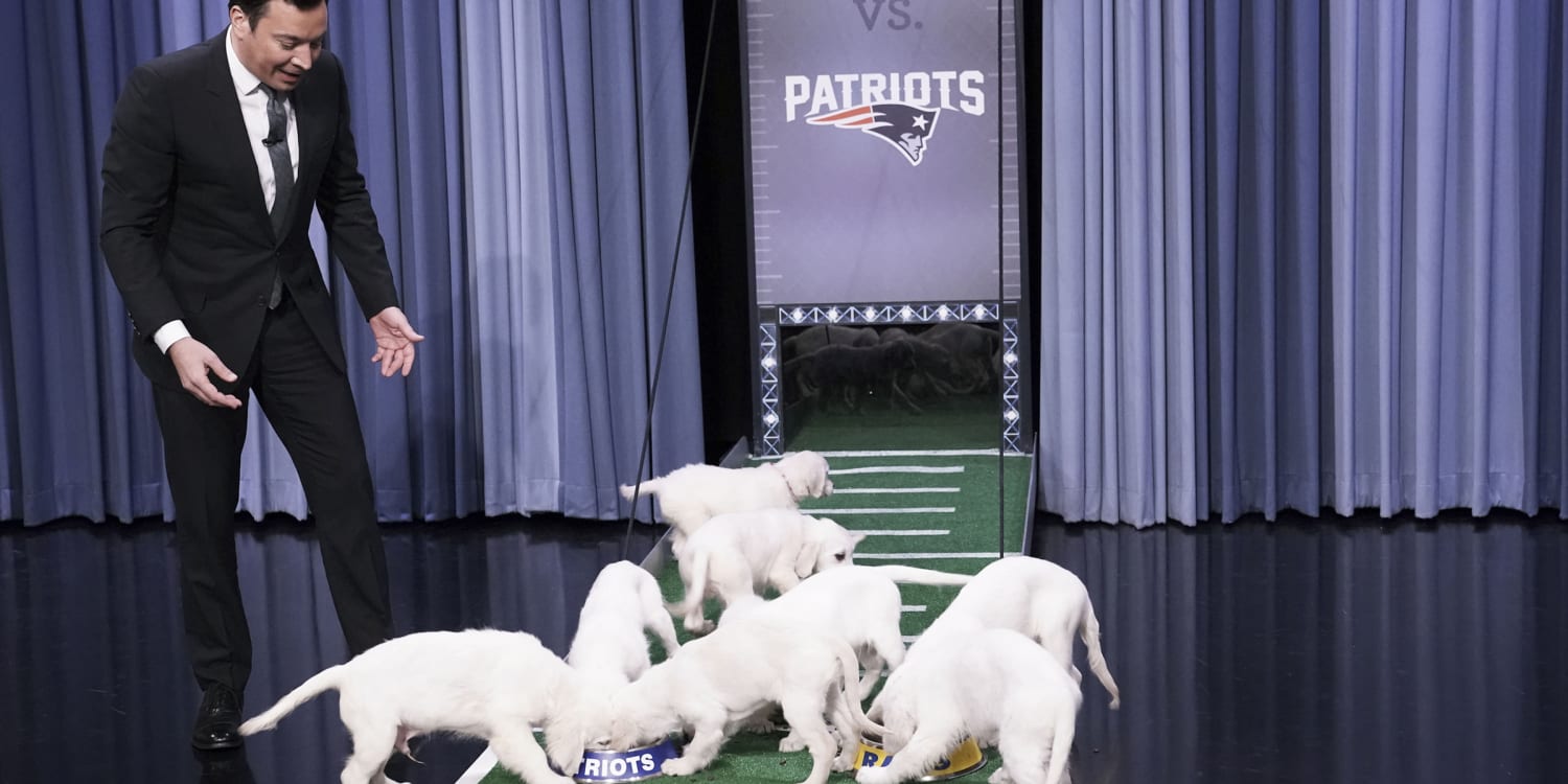 Jimmy Fallon, puppies predict Bengals to be the Super Bowl 2022 winners