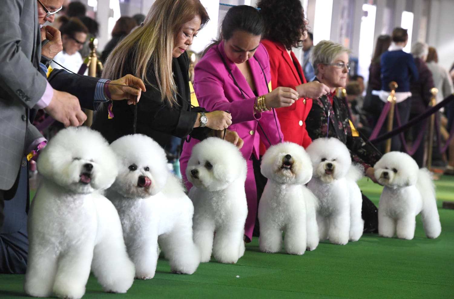 Photos: Pups groomed for success at Westminster dog show