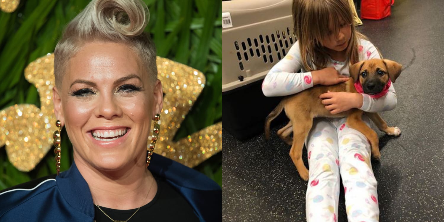 Pink Welcomes A Rescue Puppy To Her Family And Gives Him An Adorable Name