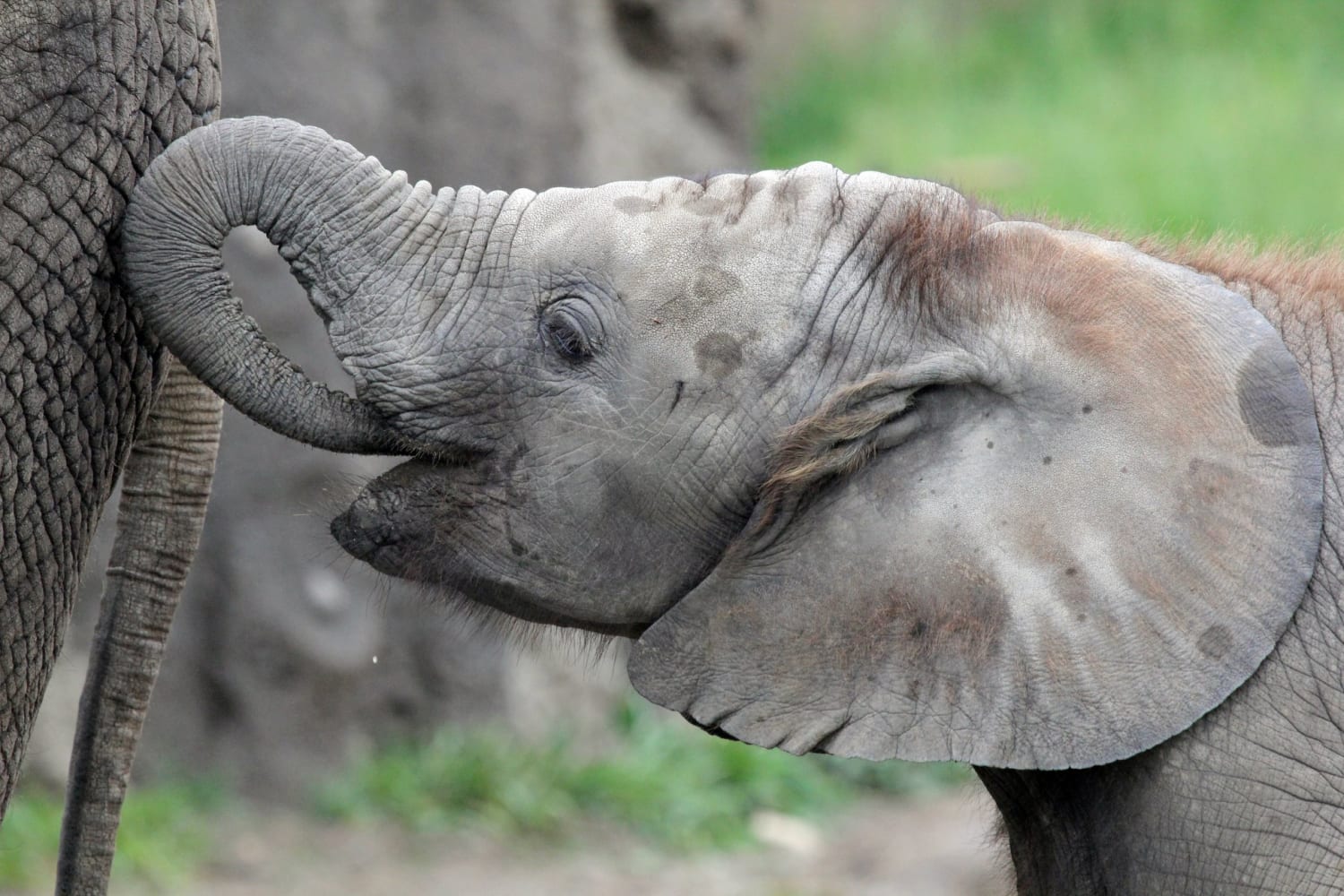 Two youngest elephants at Indianapolis Zoo die days apart