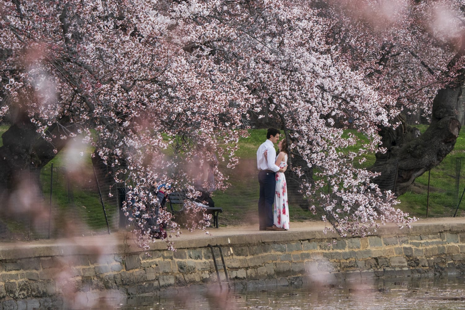 National Cherry Blossom Festival: Stunning Photos of Trees in Bloom - ABC  News