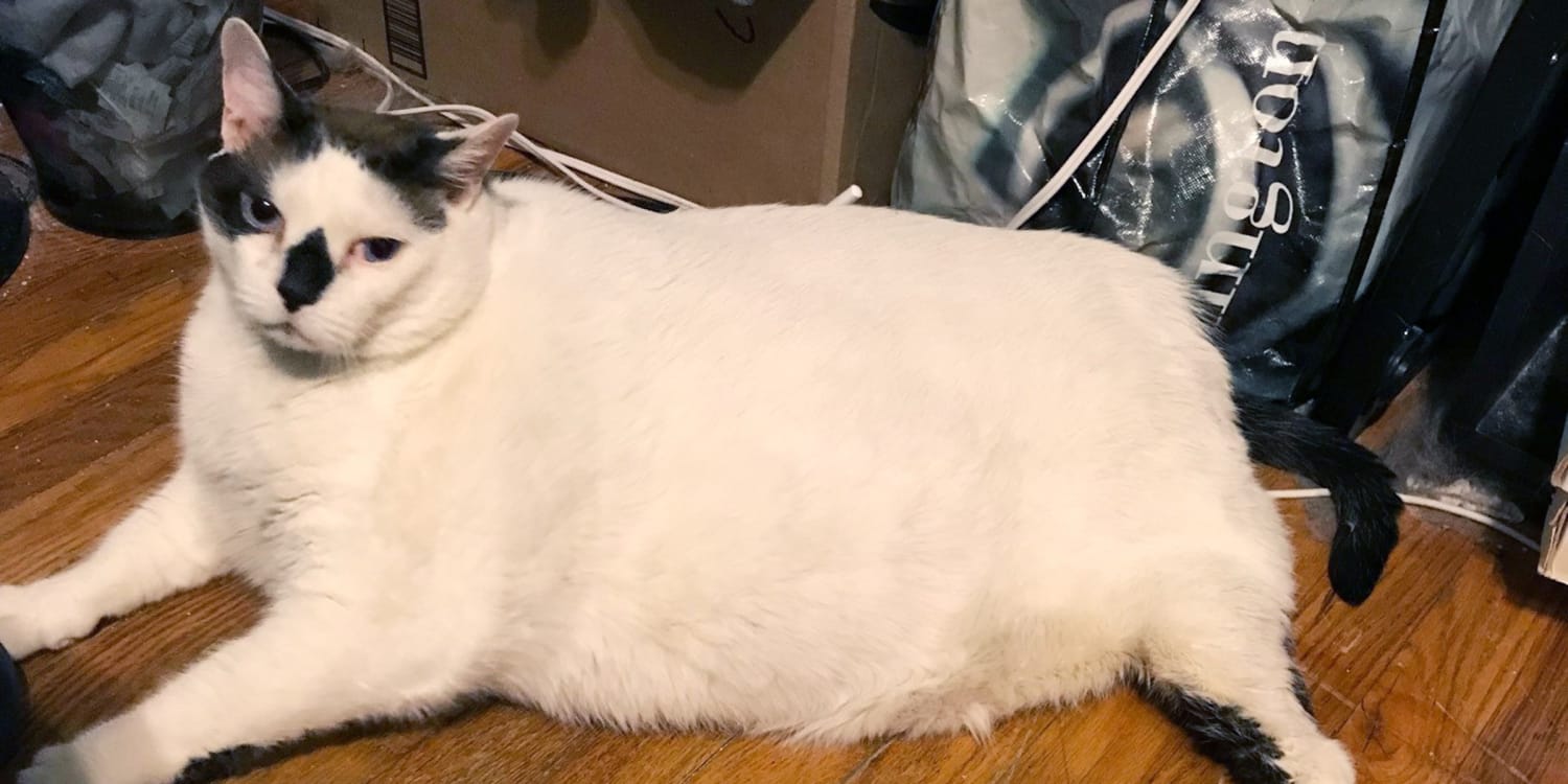 41-pound cat on a mission to find a new home (and get in better shape)