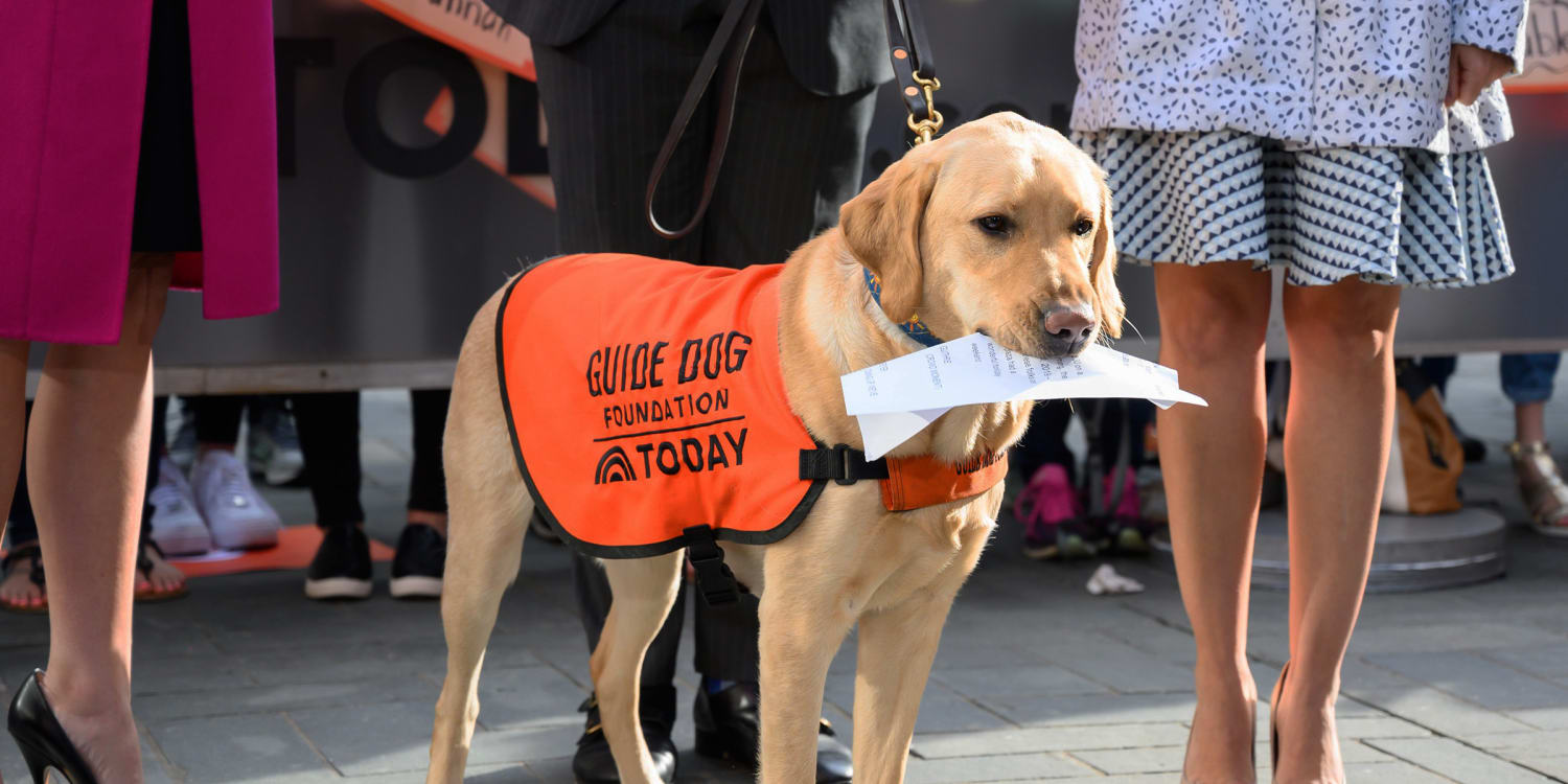 Guide dogs best sale week 2019