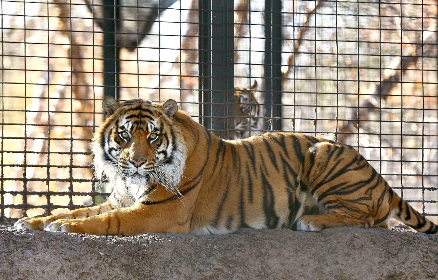 Human error' may have led to tiger attack on Kansas zookeeper
