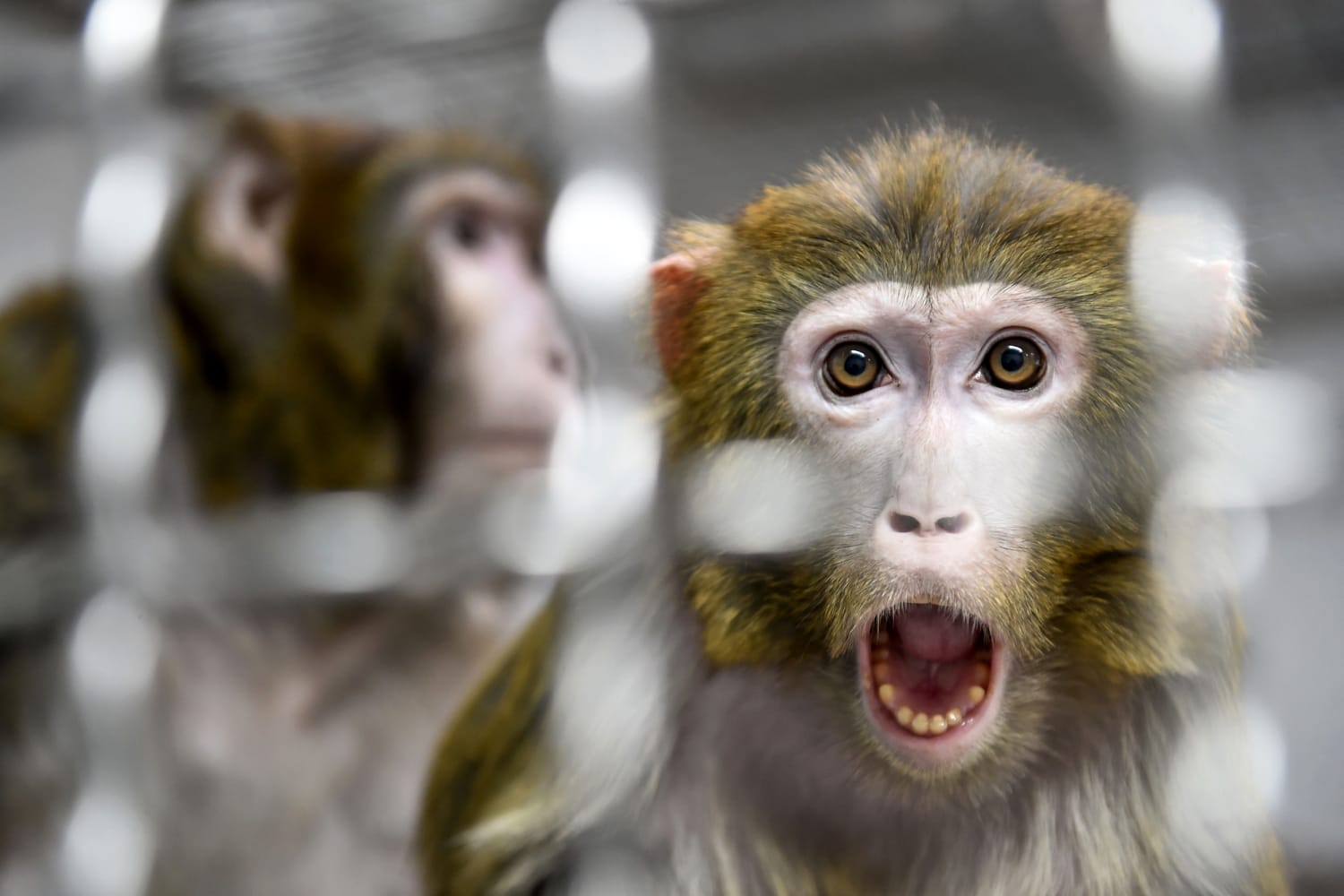 China Is Genetically Engineering Monkeys With Brain Disorders