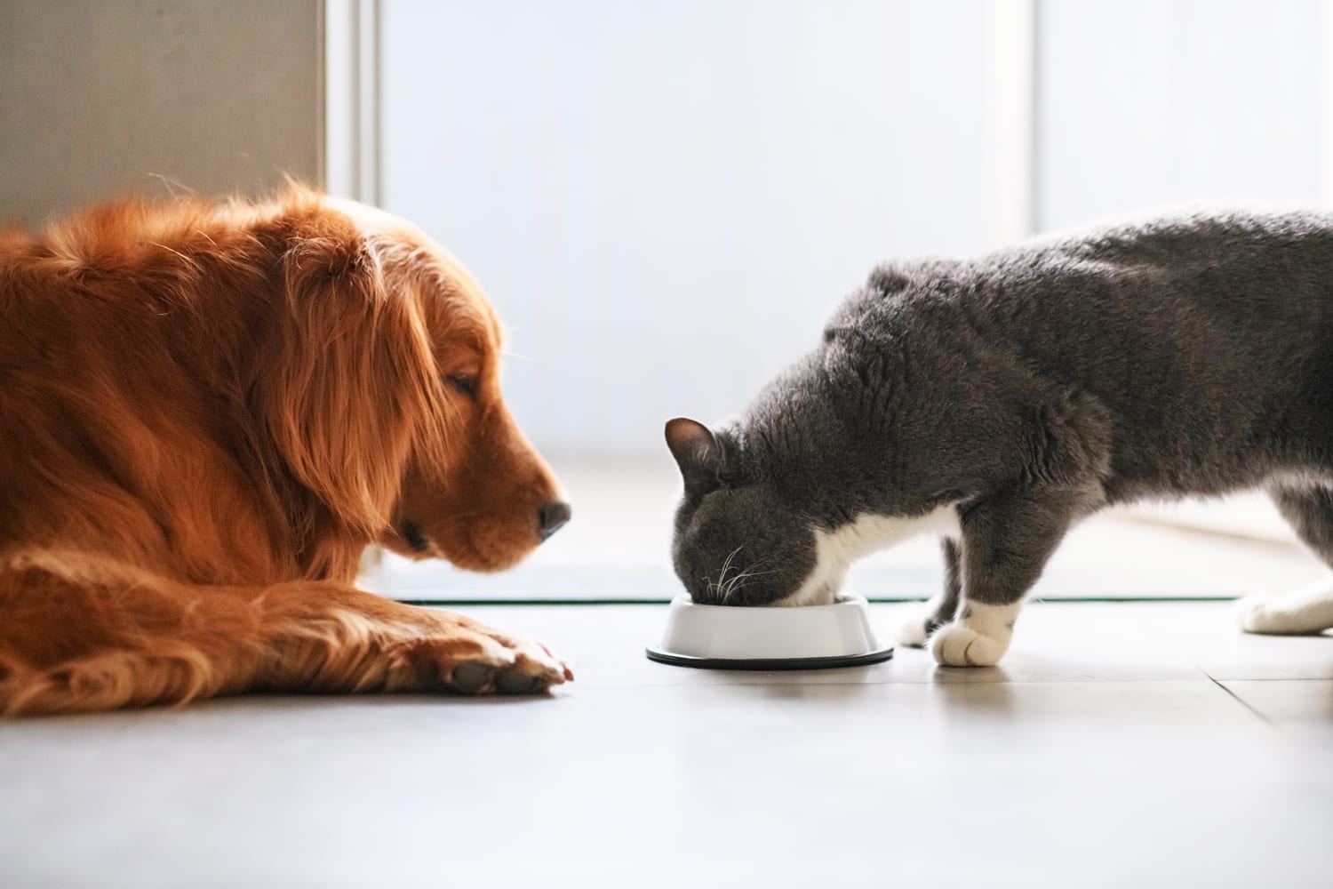 Where to find the cheapest prices on dog and cat food