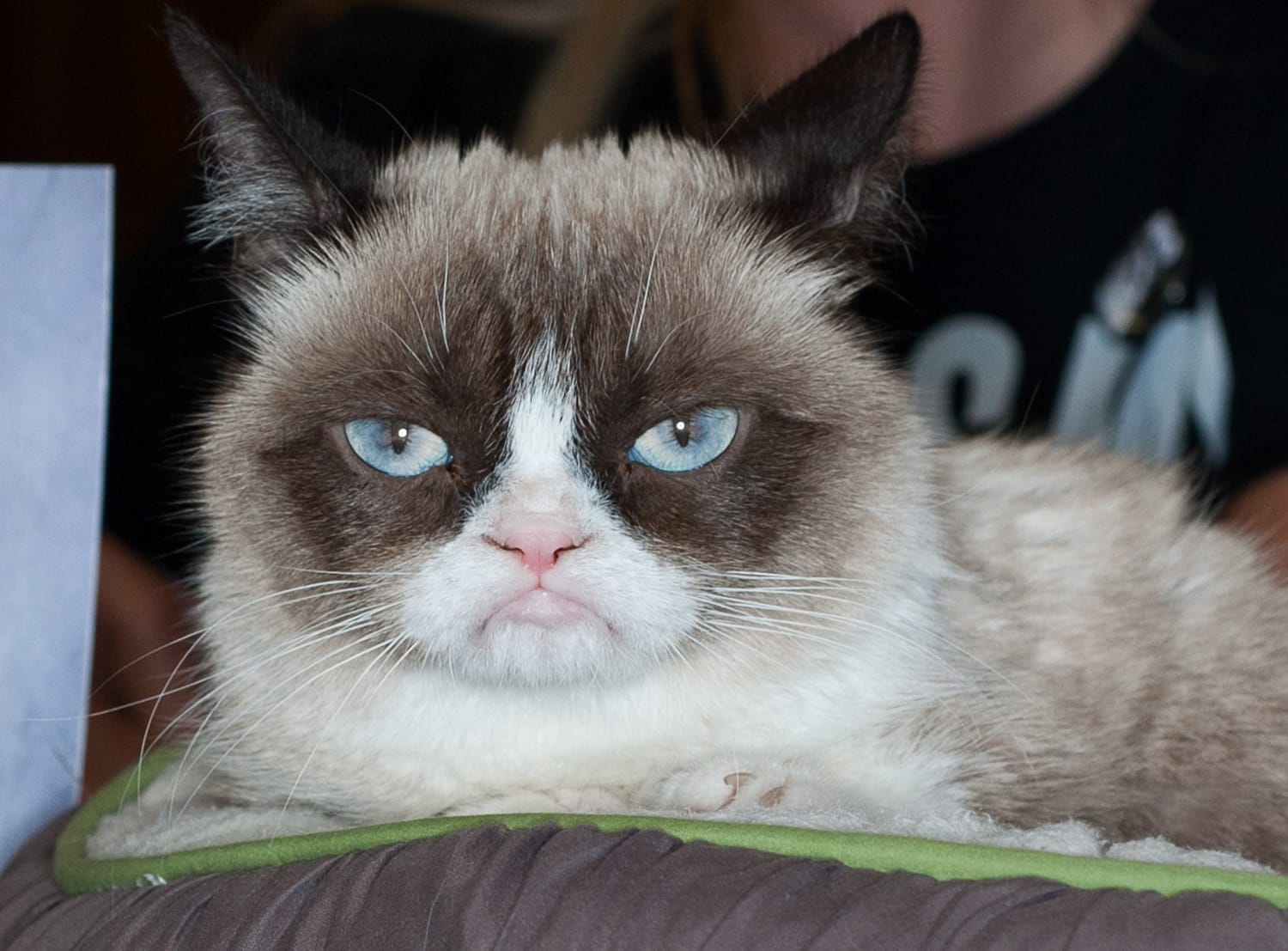 Grumpy Cat The Face Of Thousands Of Internet Memes Has Died