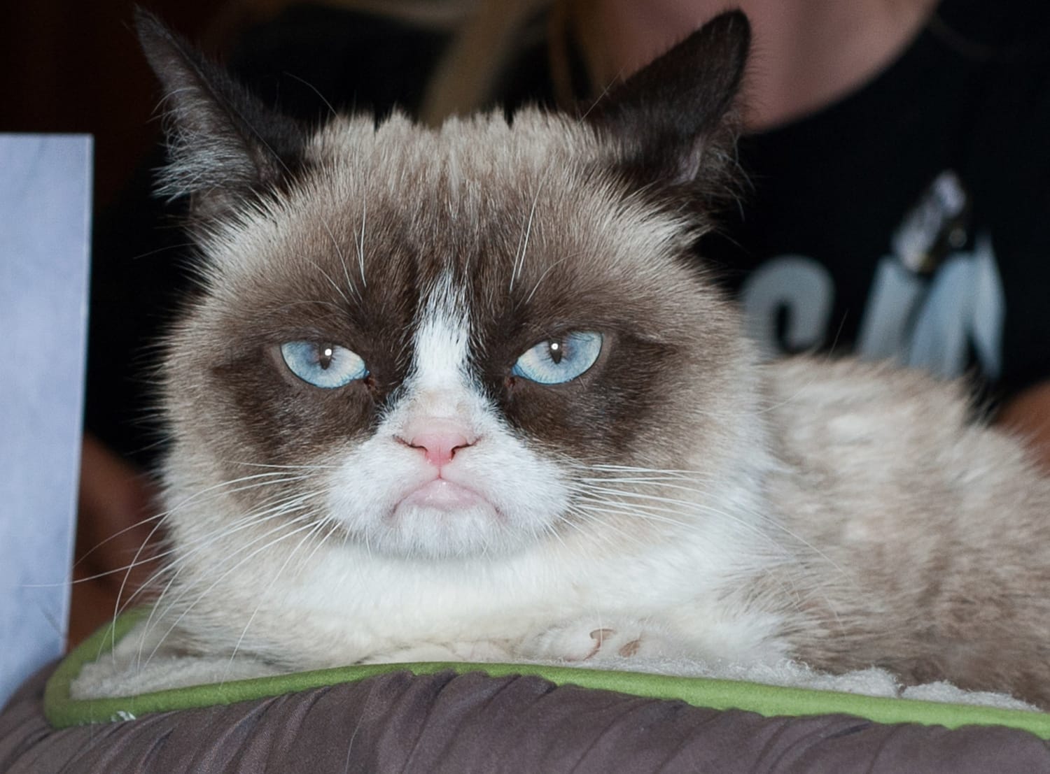 Funny Angry Cat Memes
