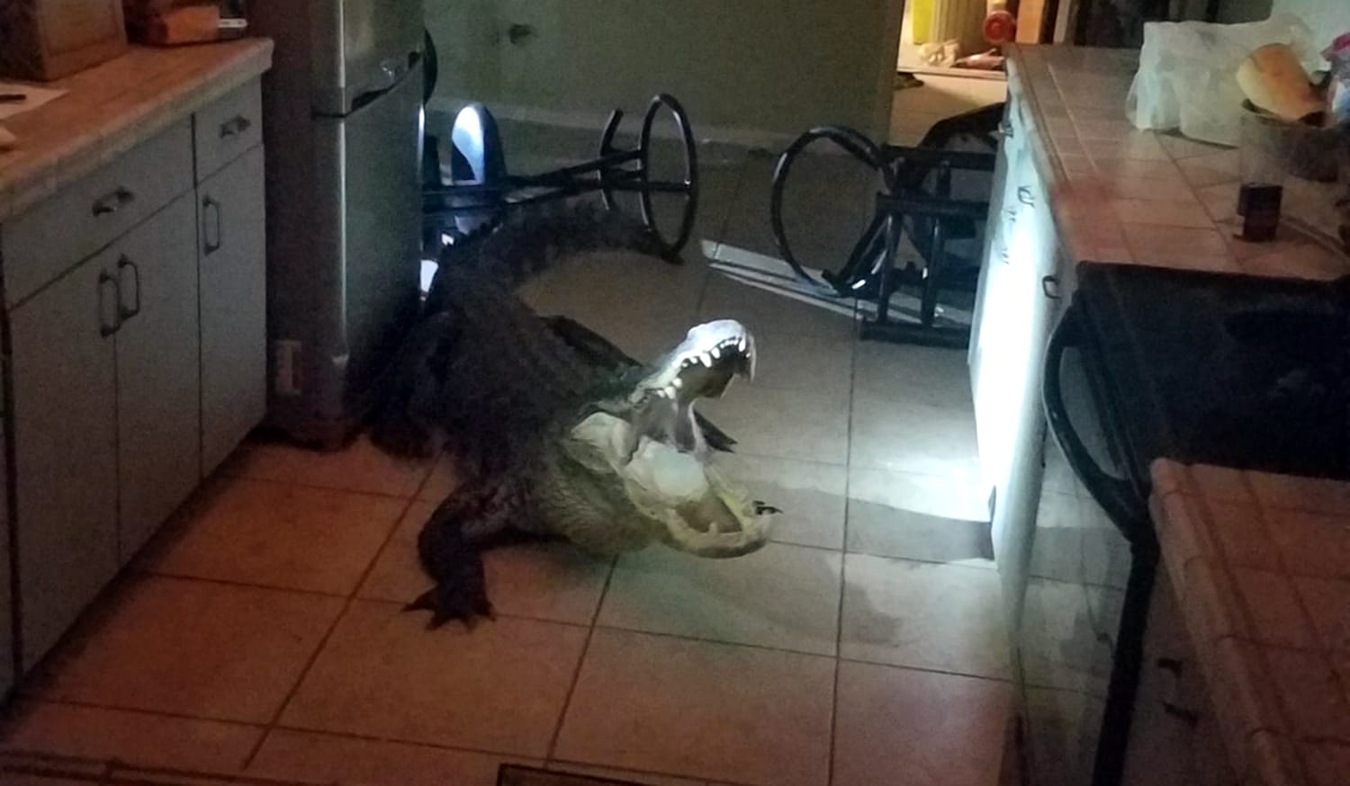 Aggressive 11 Foot Alligator Breaks Into Florida Home