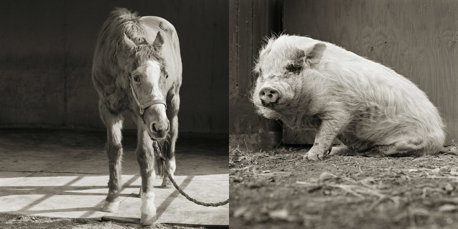 When farm animals age: Poignant photos captured in new book