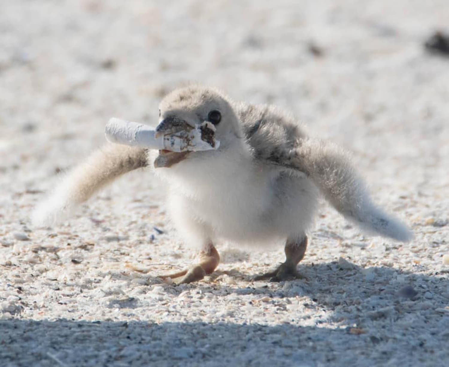 Bird feeding cigarette butt to chick shows litter problem