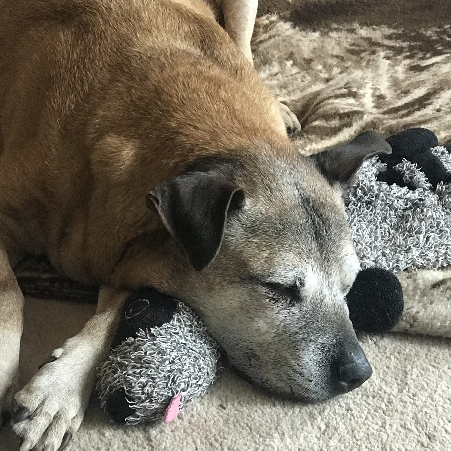 Final Surviving Dog From Michael Vick Dogfighting Case Dies At 15