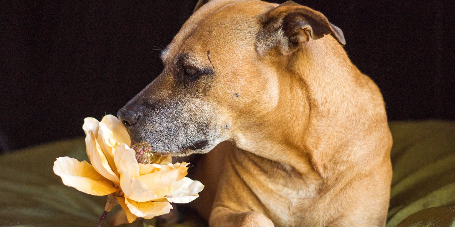 Final Surviving Dog From Michael Vick Dogfighting Case Dies At 15