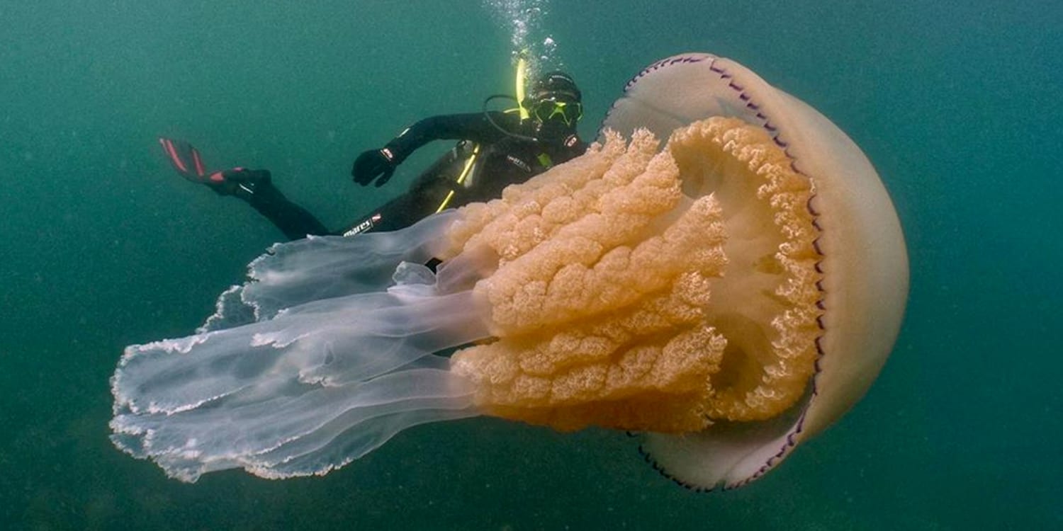 Медузы ледовитого океана. Медуза цианея гигантская. Колокол Номура медуза. Арктическая медуза цианея. Арктическая гигантская медуза.