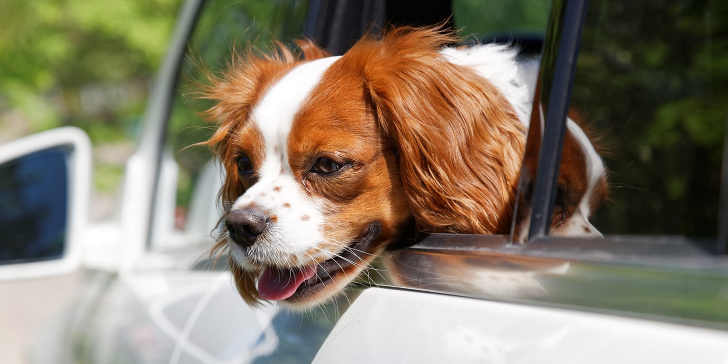 can you take dogs out in hot weather