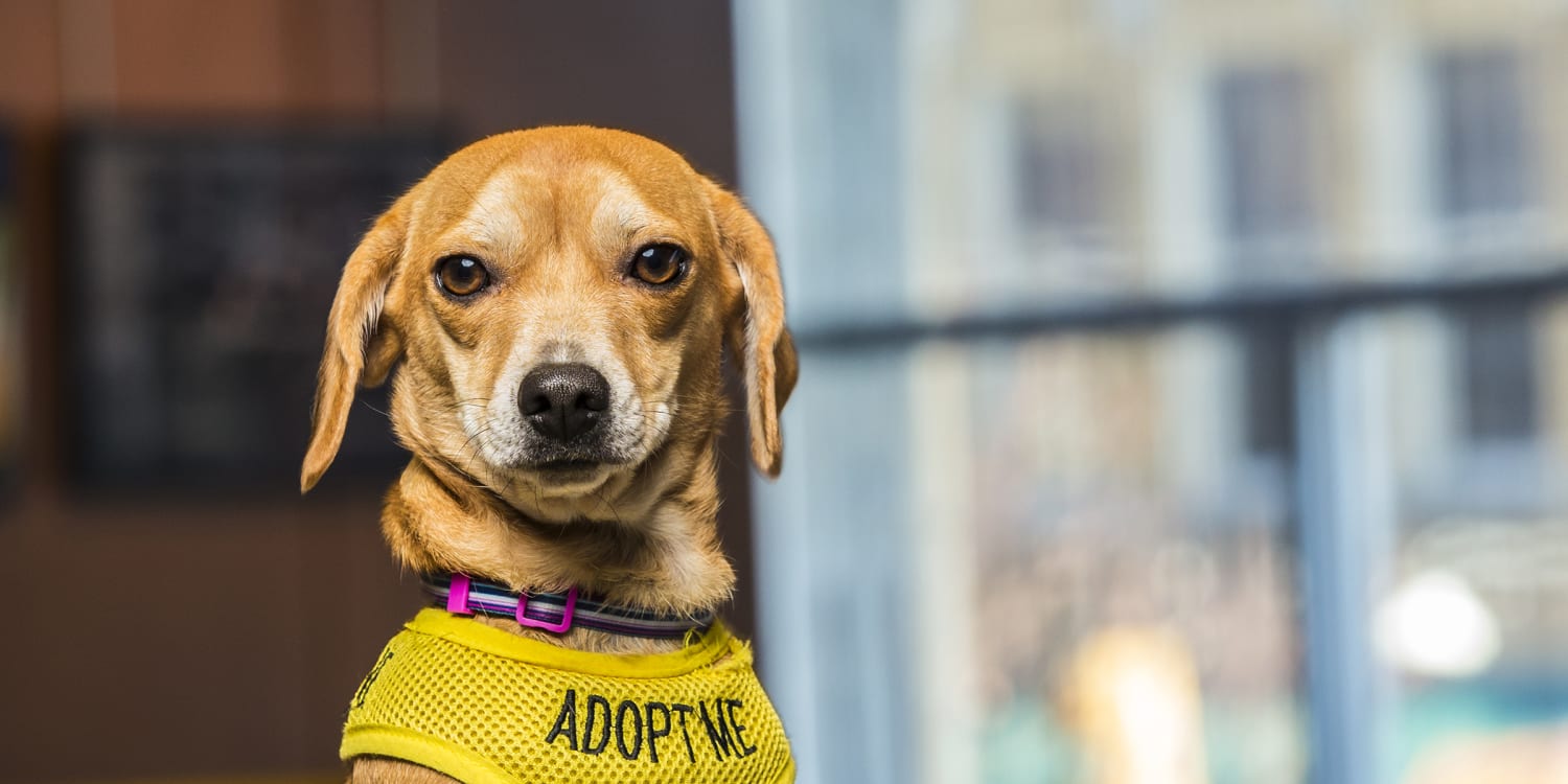 Adopt Me Dog Vest Adopt Me Dog Jacket for Foster Dogs 