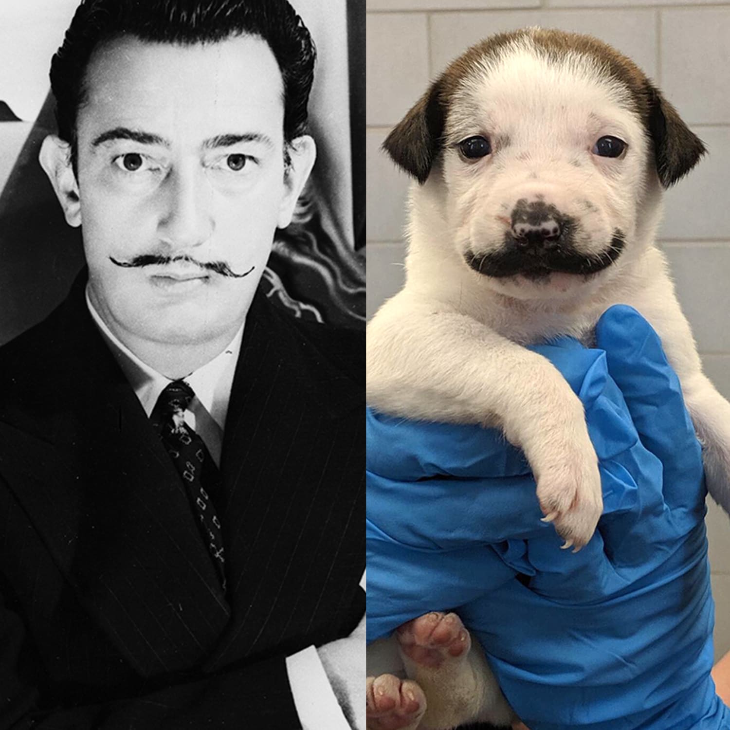 Mustache puppy' Salvador Dolly looks exactly like a certain artist