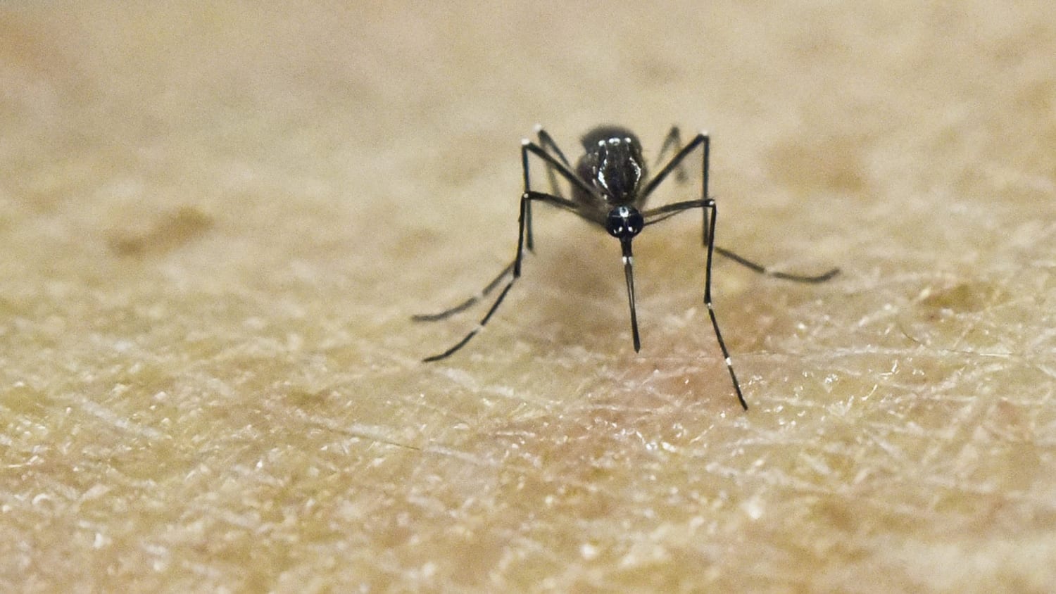 Boy diagnosed with mosquito-borne La Crosse encephalitis what to know