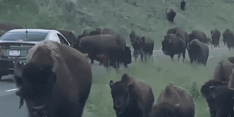190822-bison-stampede-2x1-al-0850.gif