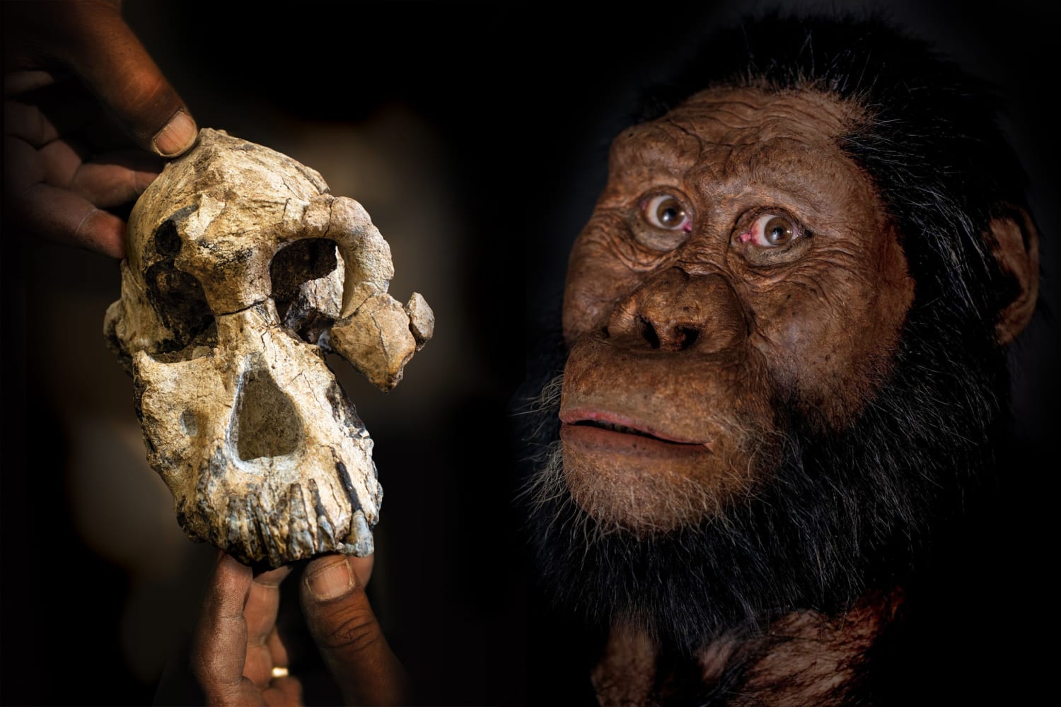 New fossil reveals face of 'Lucy' ancestor who lived almost 4