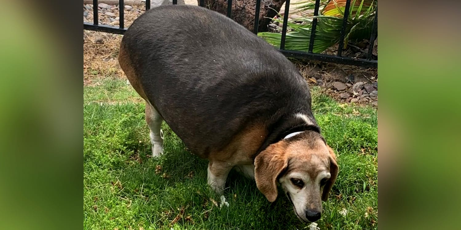 obese beagle pierde greutatea