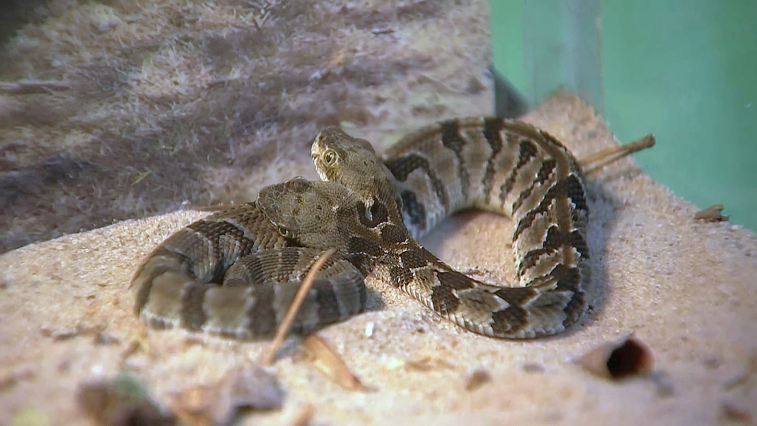 baby timber rattlesnake