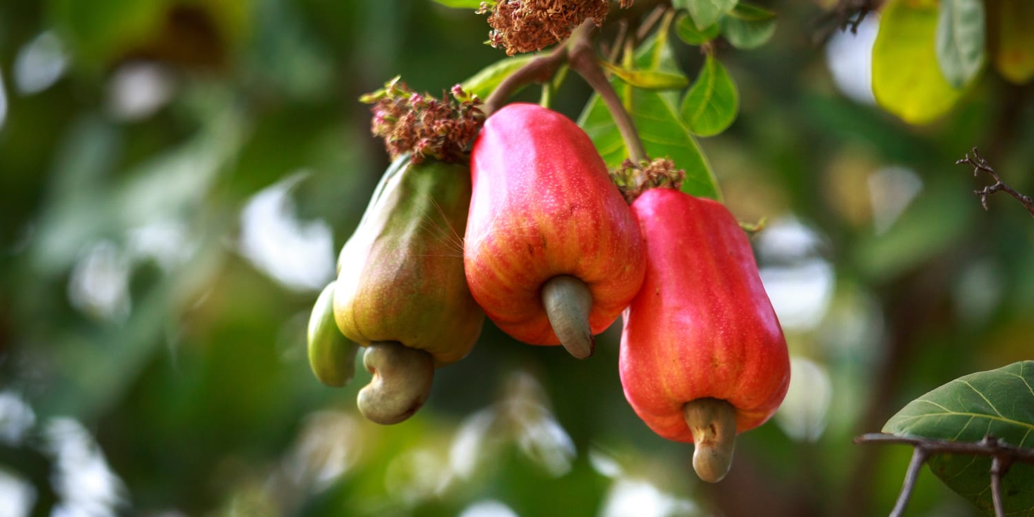 We can't get over how weird cashews look before they're picked