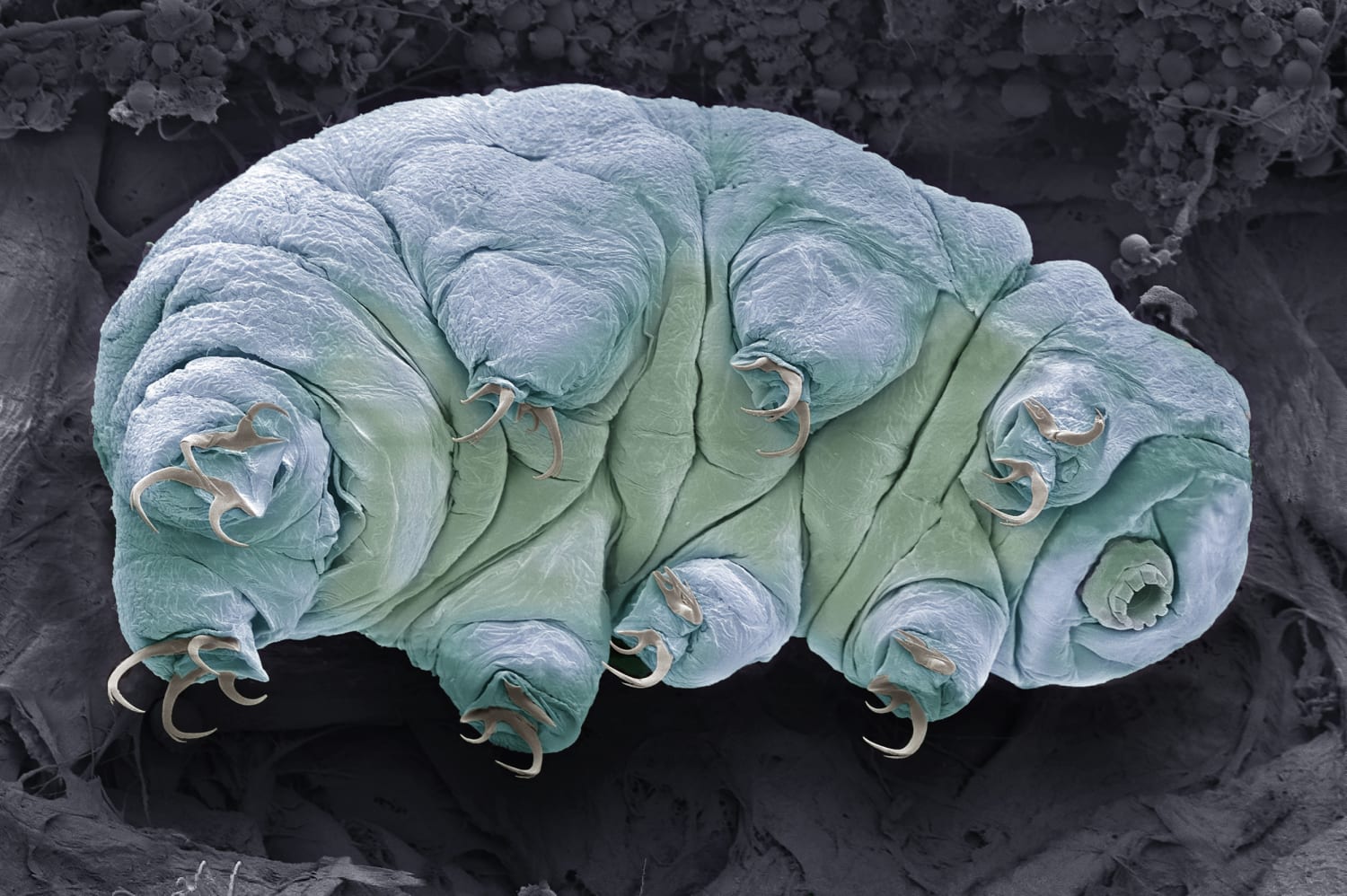 What is a tardigrade?