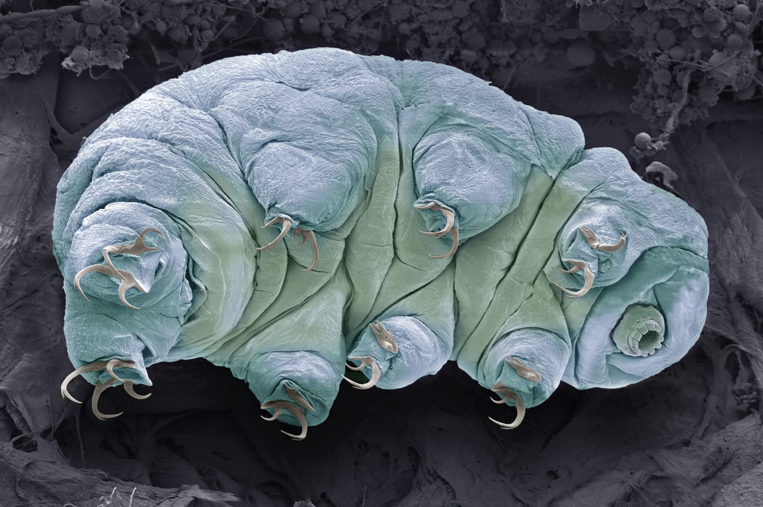 water bears