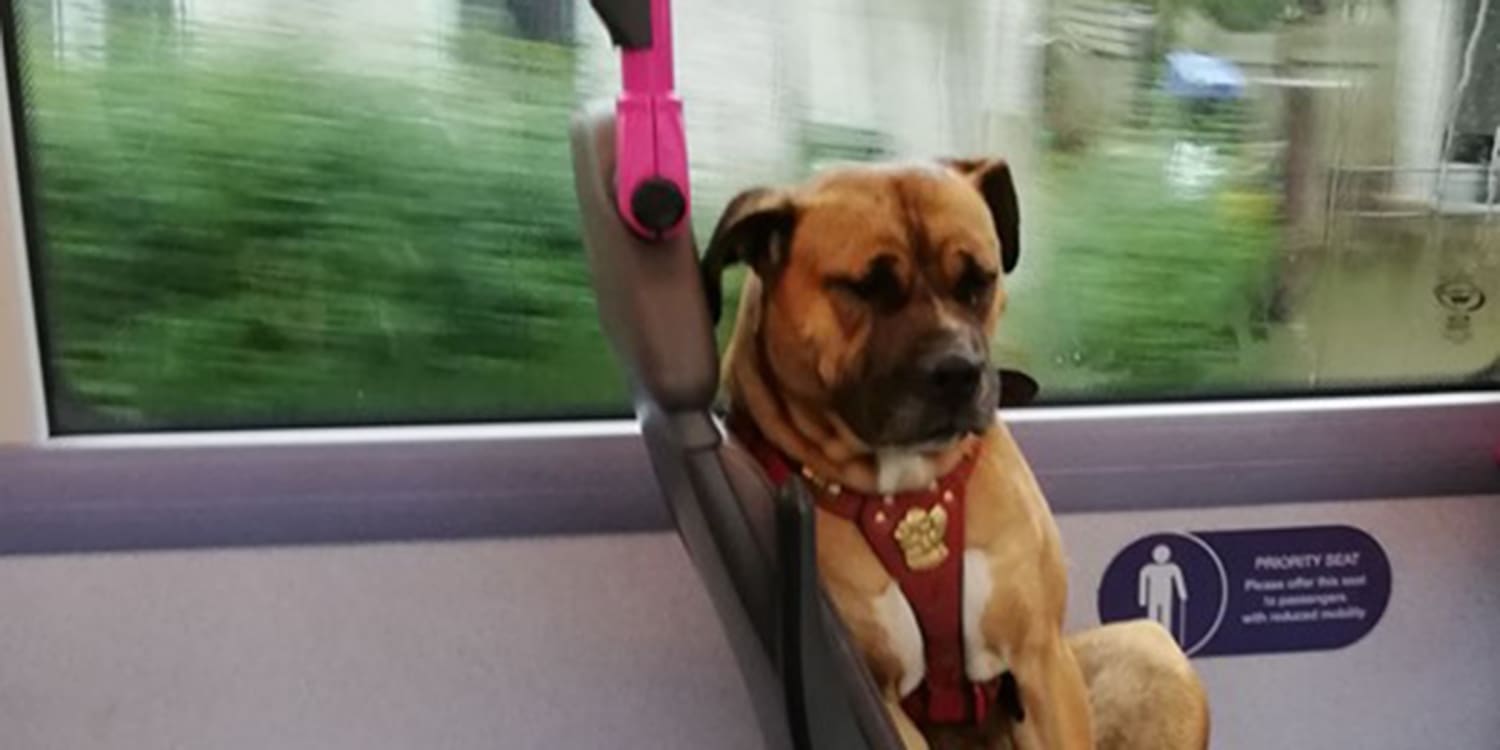 Can You Bring Dog On Bus