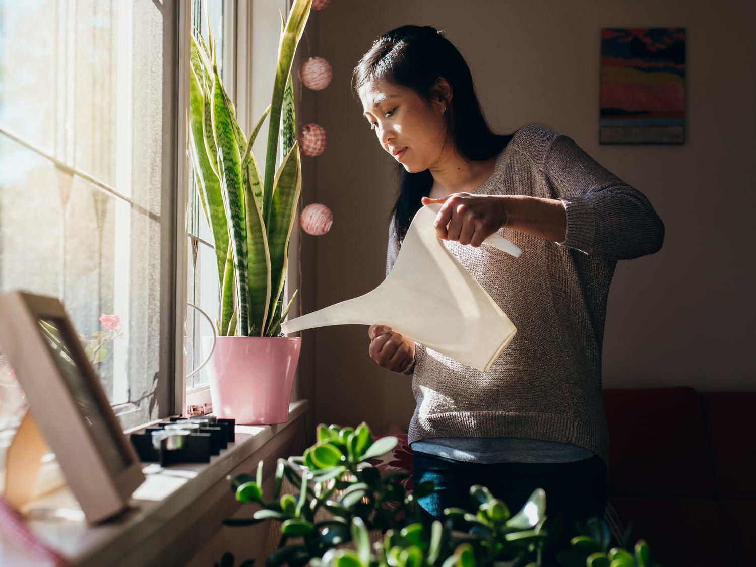 Whether to Keep Your Plant in Its Grow Pot or Pot It - The Sill