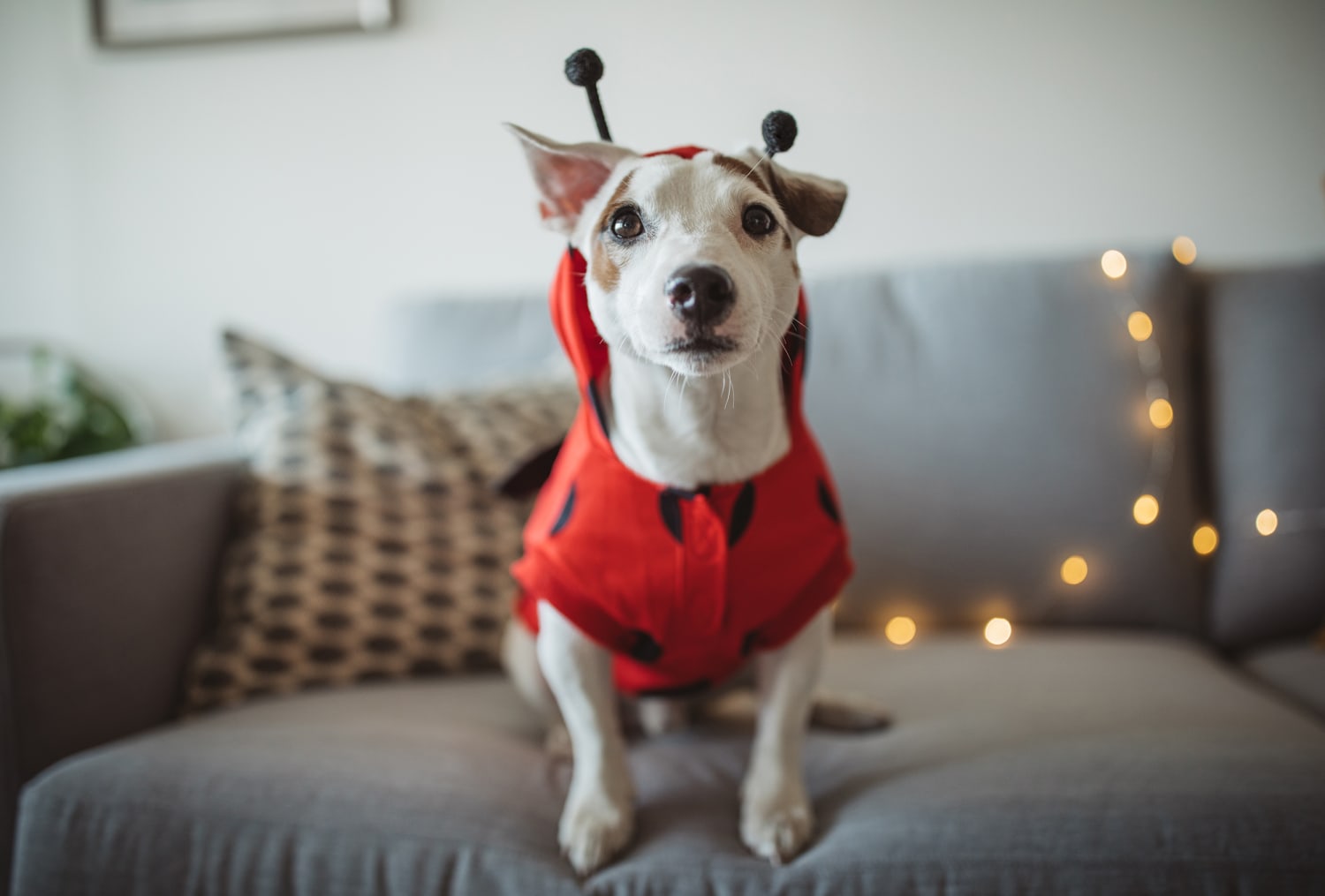 Does Having A Dog Make You Safer