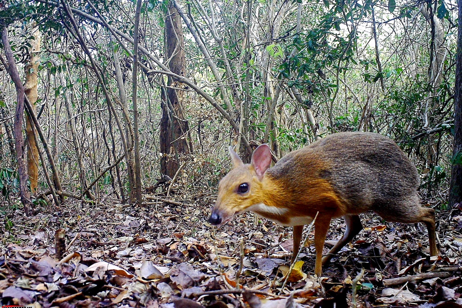 Tiny deer-like species spotted for first time in decades