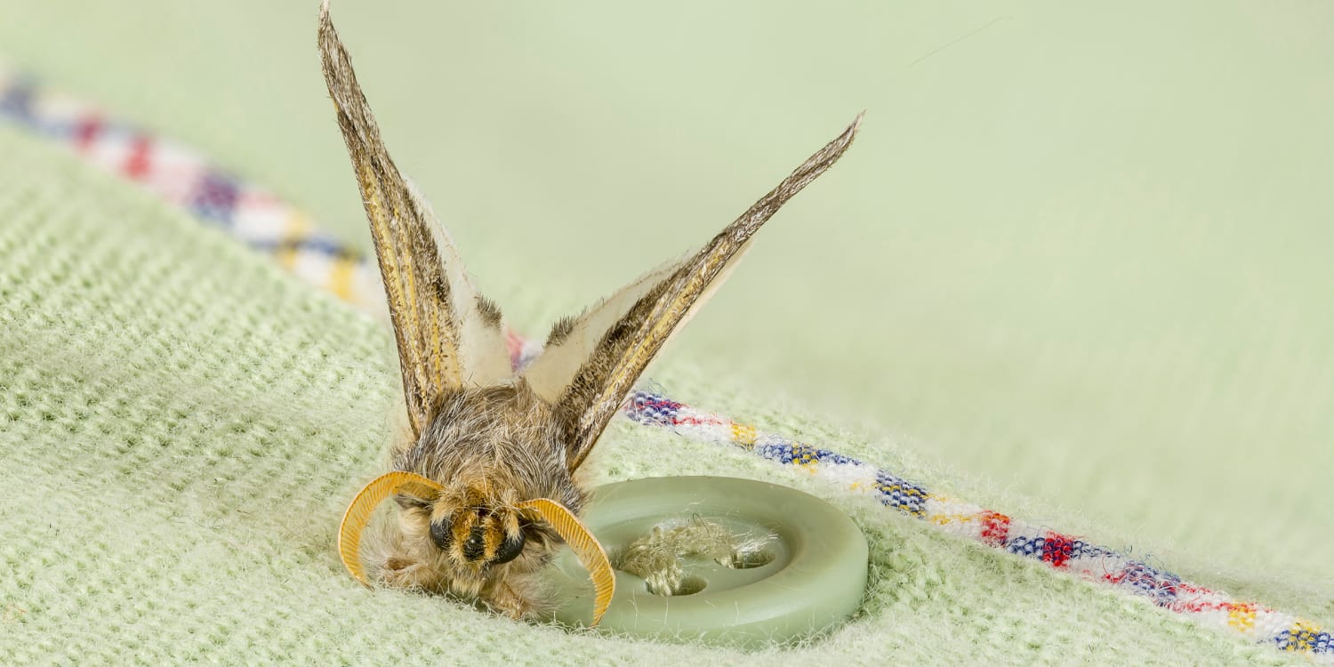 How To Get Rid of Moths (and Prevent Them, too)