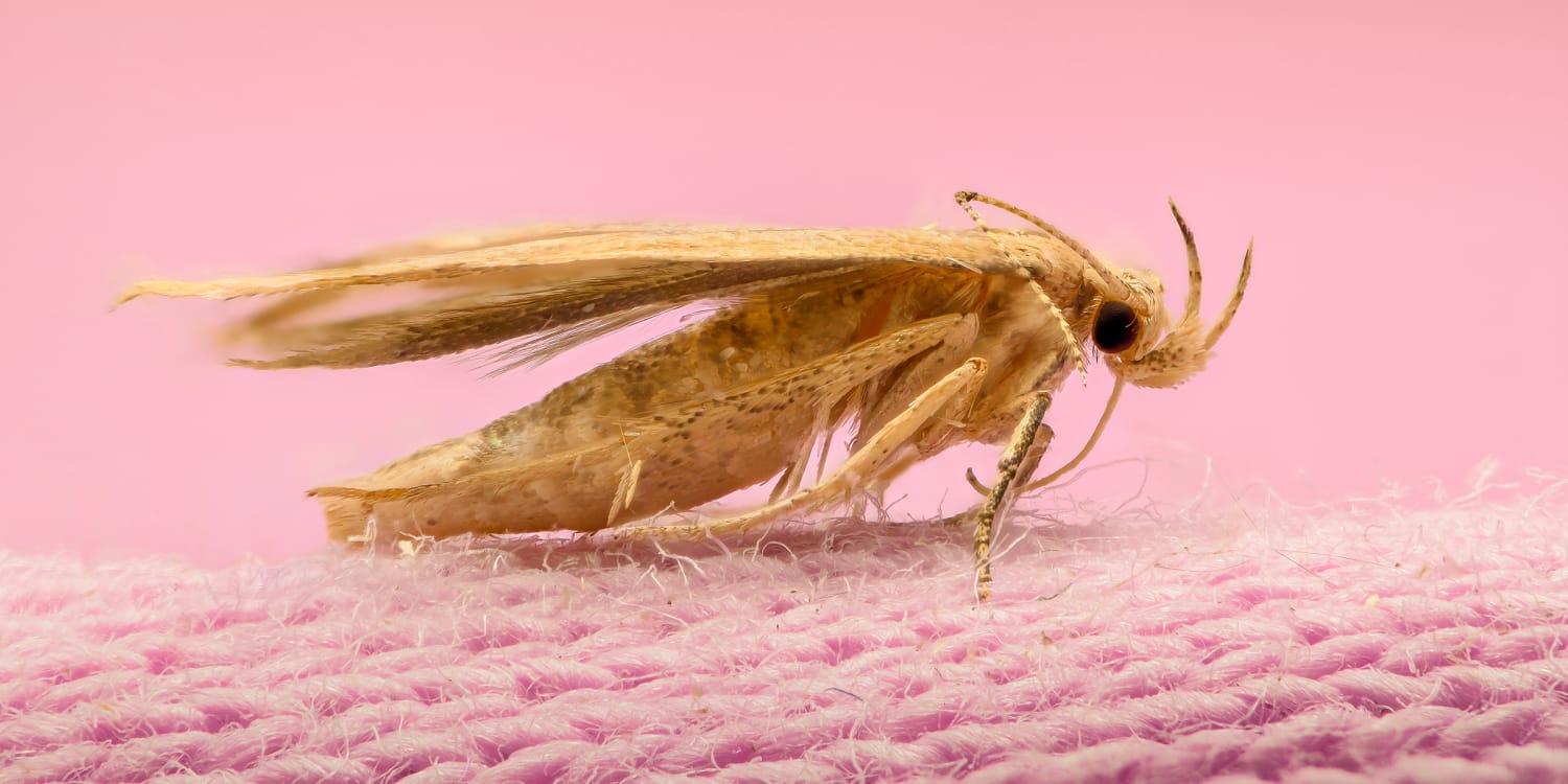 https://media-cldnry.s-nbcnews.com/image/upload/newscms/2019_47/1509041/moth-infestations-today-main-191118.jpg