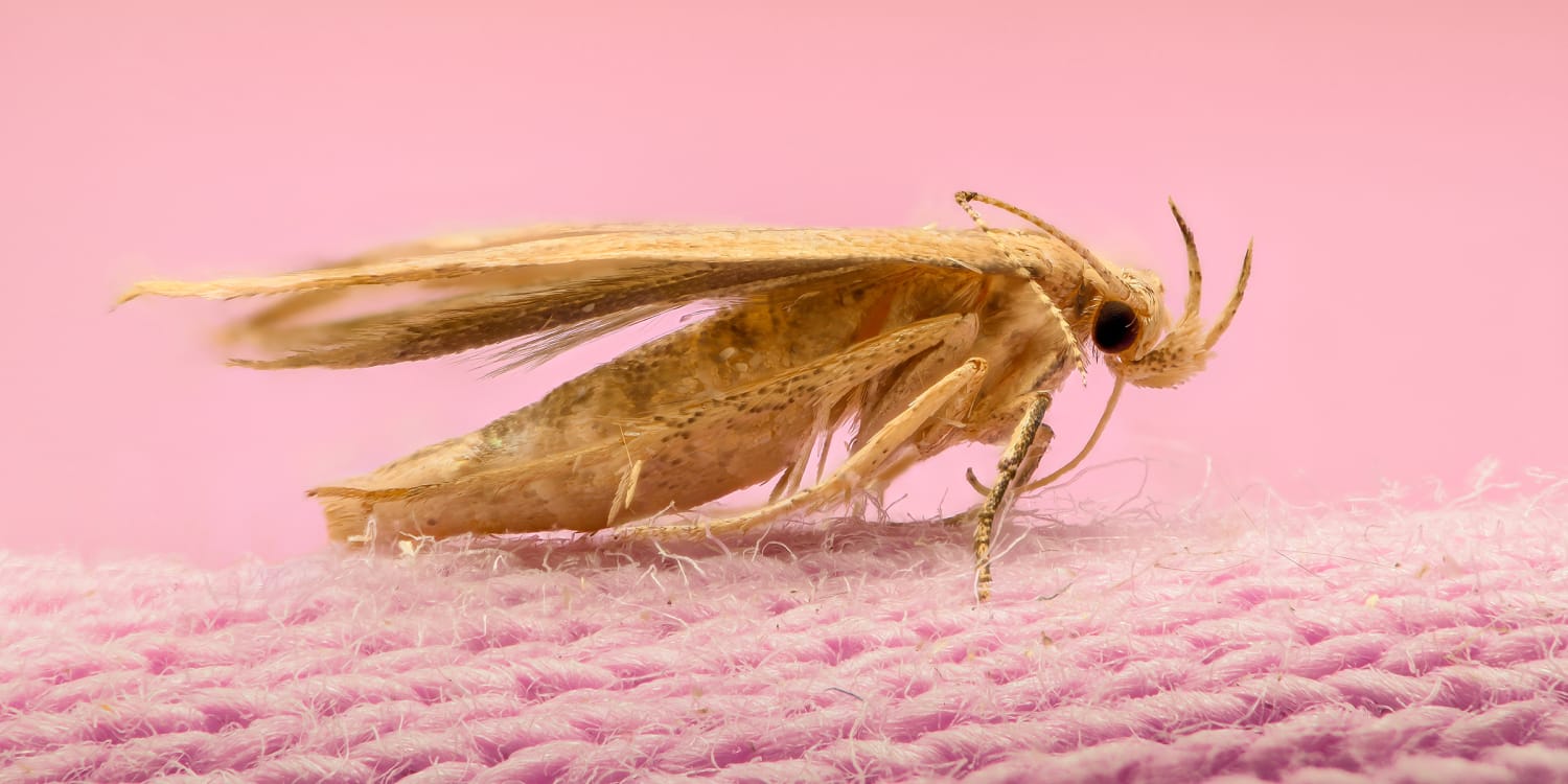 How to get rid of moths and deter them 'instantly' - 60p item helps 'avoid  an infestation