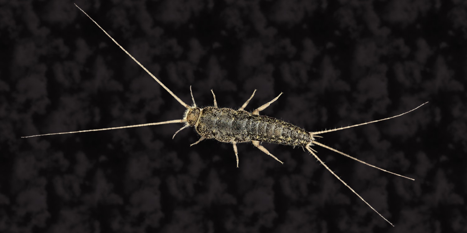 How to Help Get Rid of Silverfish in Your Home