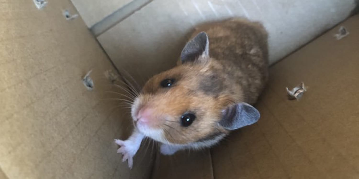 Dad goes viral after losing daughter's pet hamster Chester