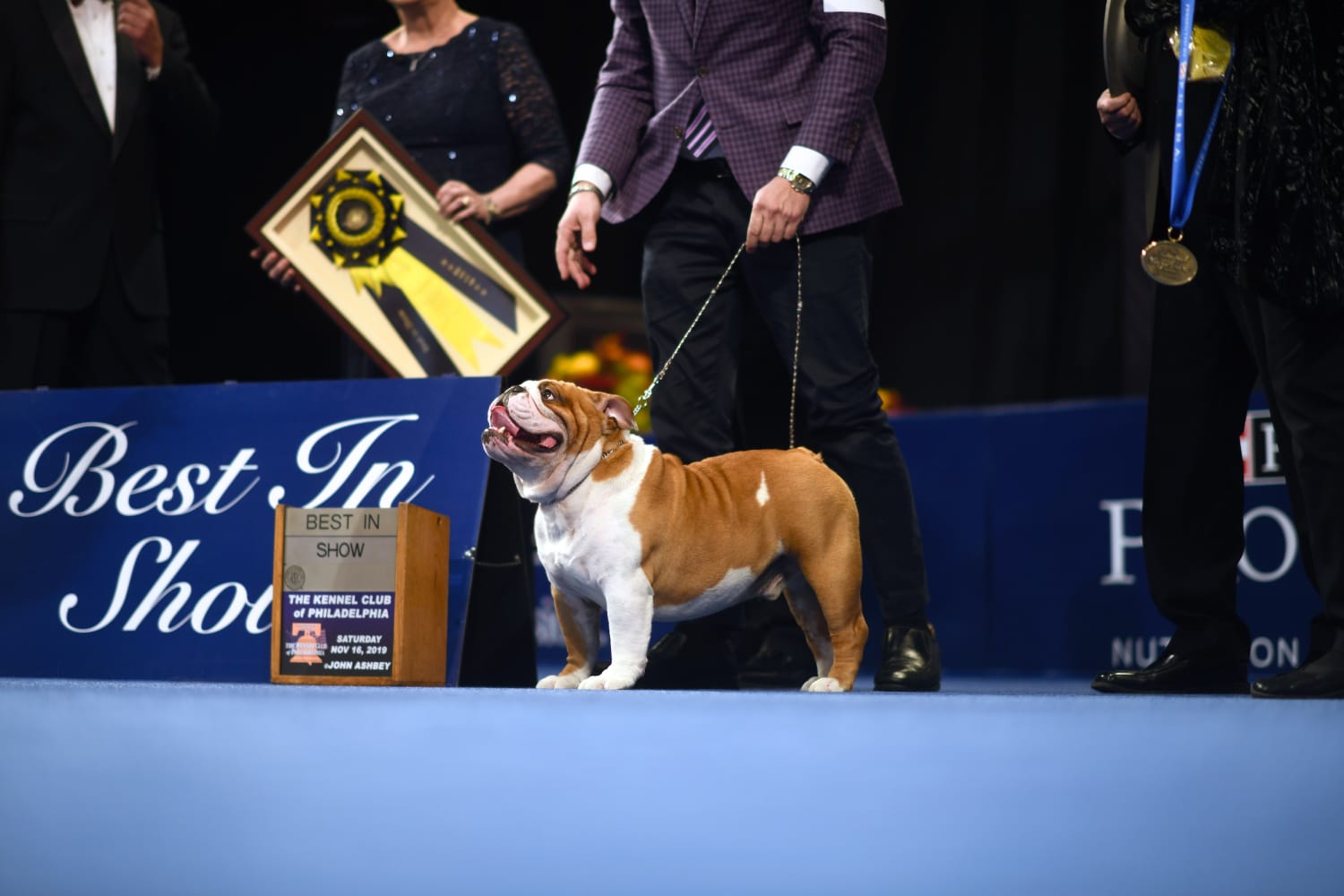 Thor the bulldog wins National Dog Show, drops hammer on 2,000 other good  boys and girls